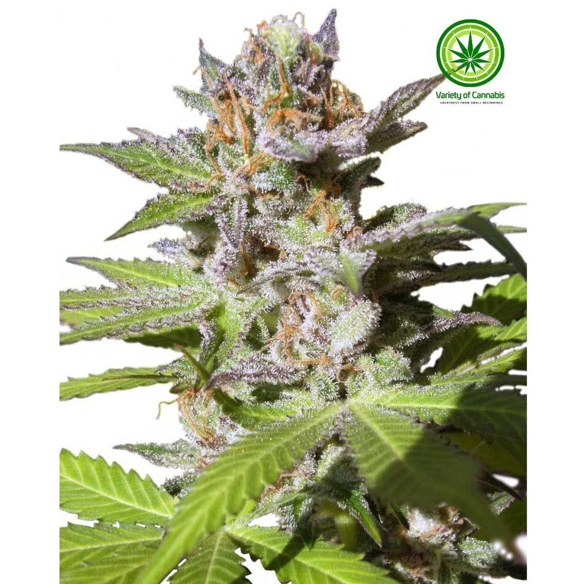 Oriental Express Variety