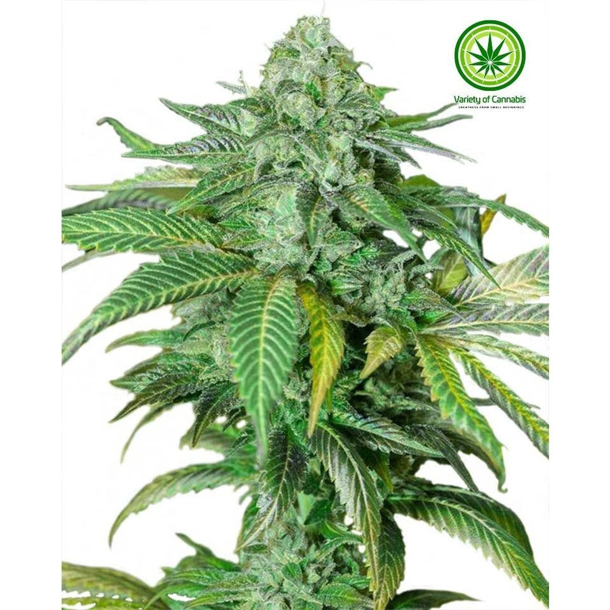 Lemon Kush Variety
