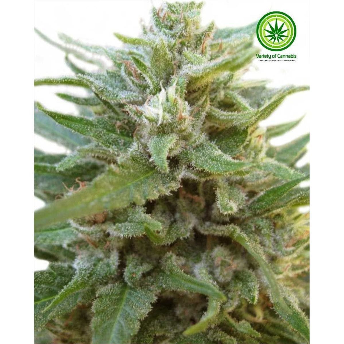 O.G. Kush Auto Variety