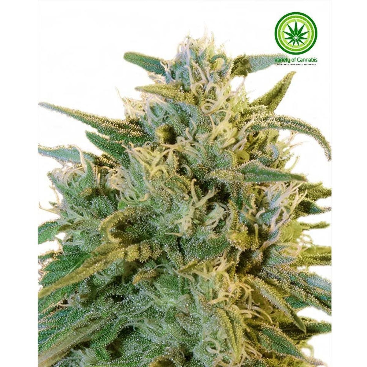 Blue Dream Auto Variety