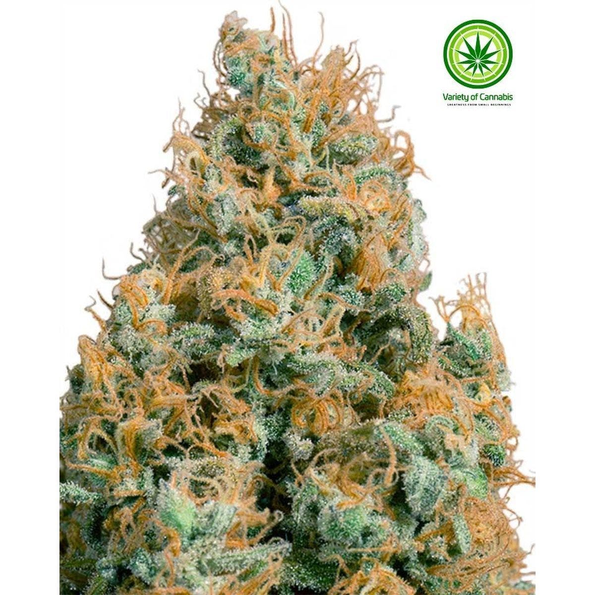 Green Cush CBD Variety