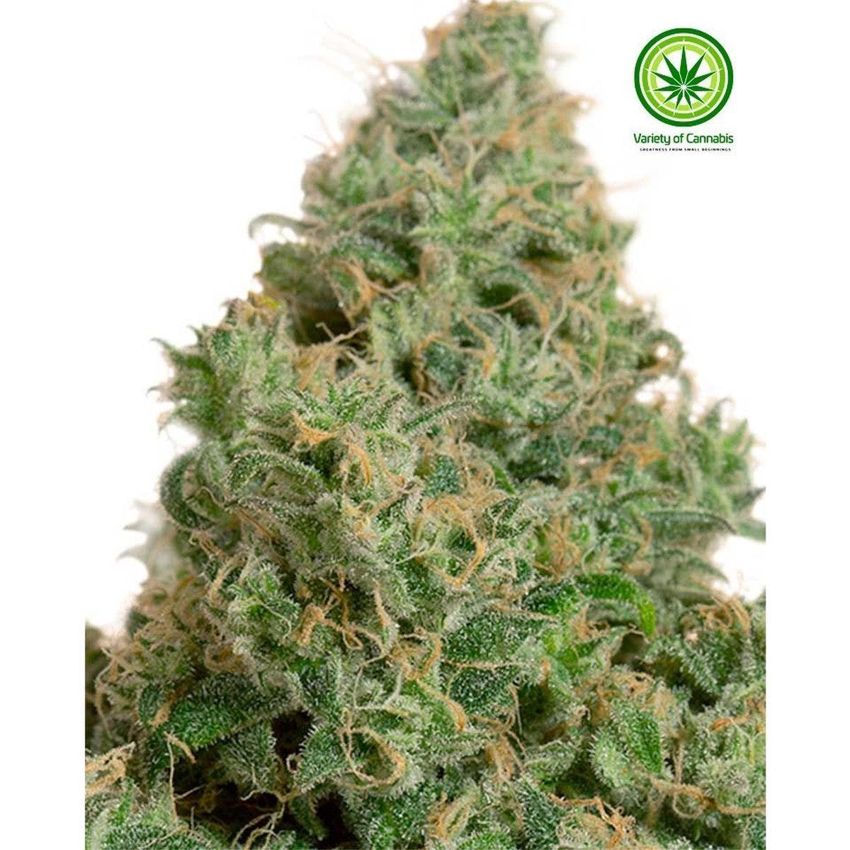 Blue Dream CBD Variety