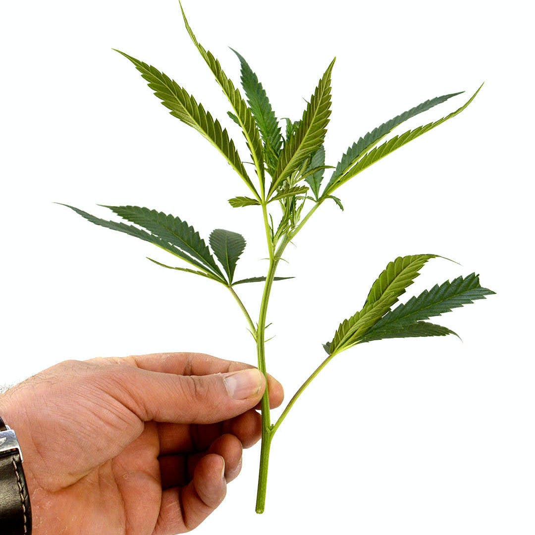 Mega Hemp - Indoor Steckling