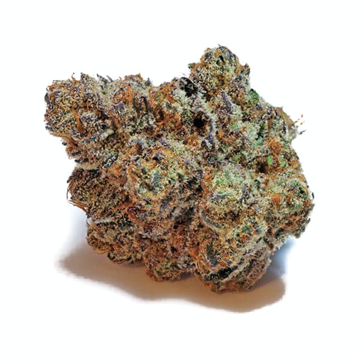 Mimosa