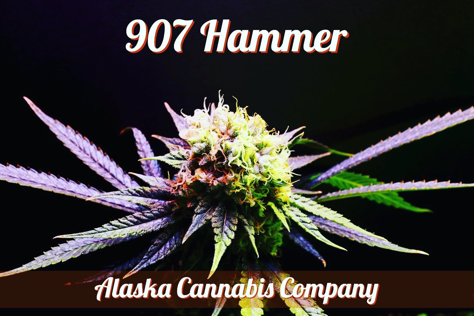 907 Hammer