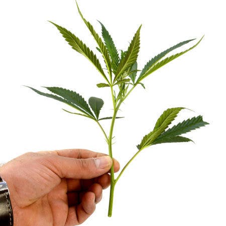 Hemplements Kush Indoor - Steckling