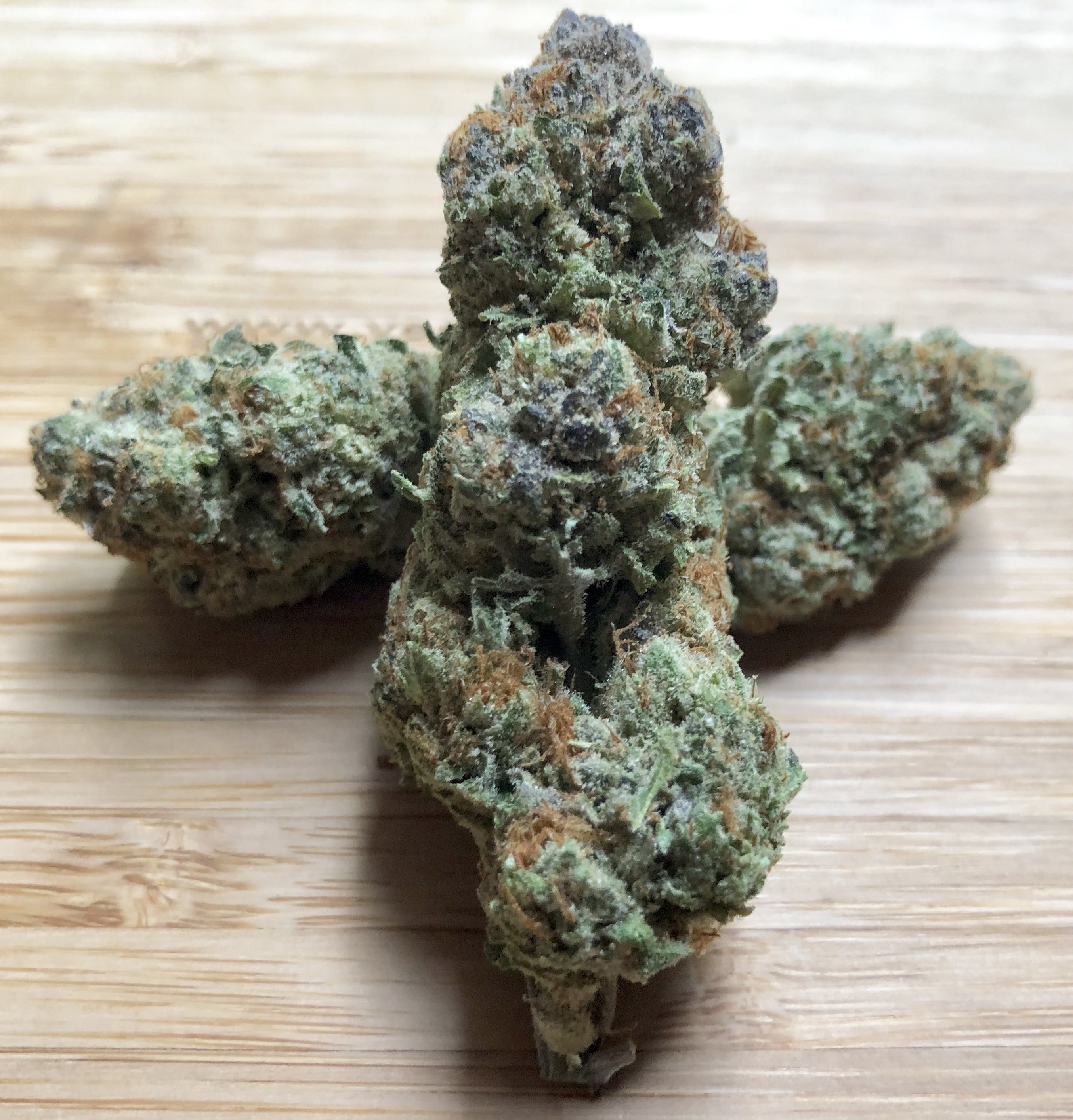 Mimosa