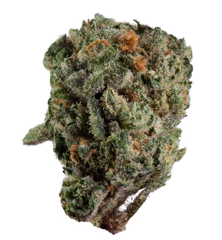 Sensi Star