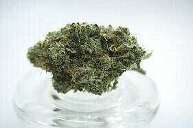 BLUEBERRY X SUNSET SHERBERT