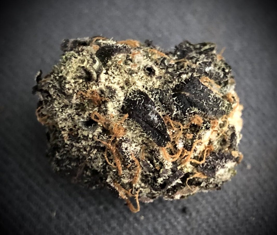 Black Dahlia