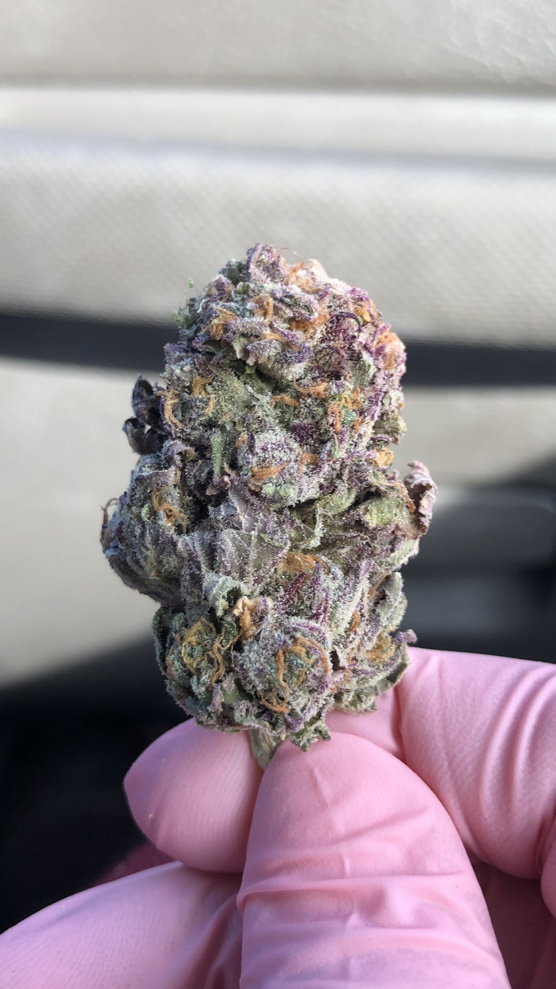 Plushberry