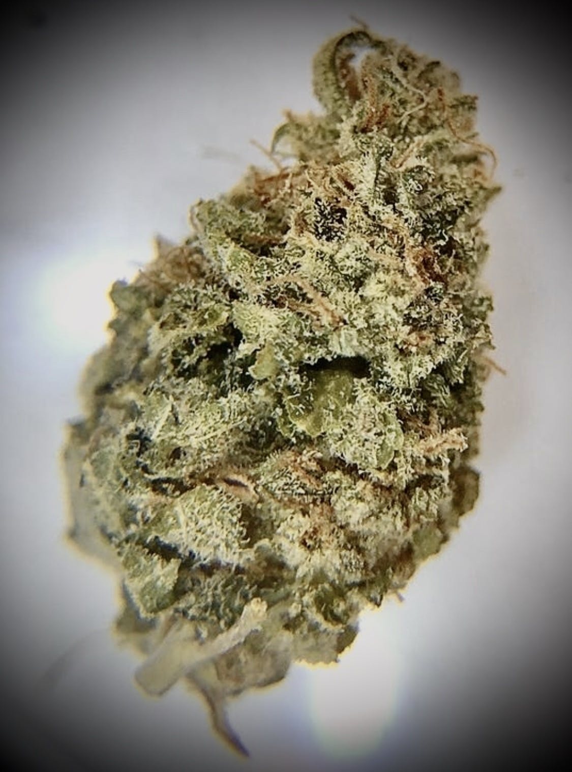 Tangie
