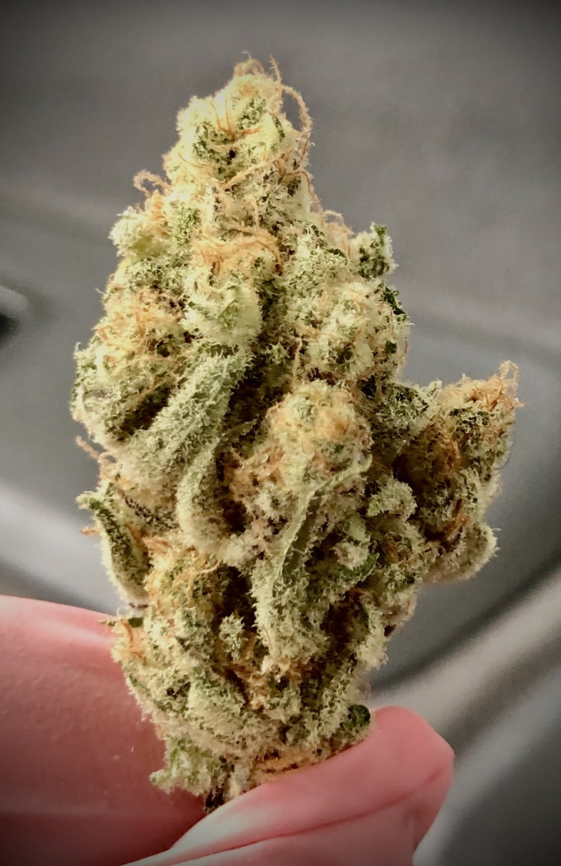 🍒 Black Cherry Punch 🤜