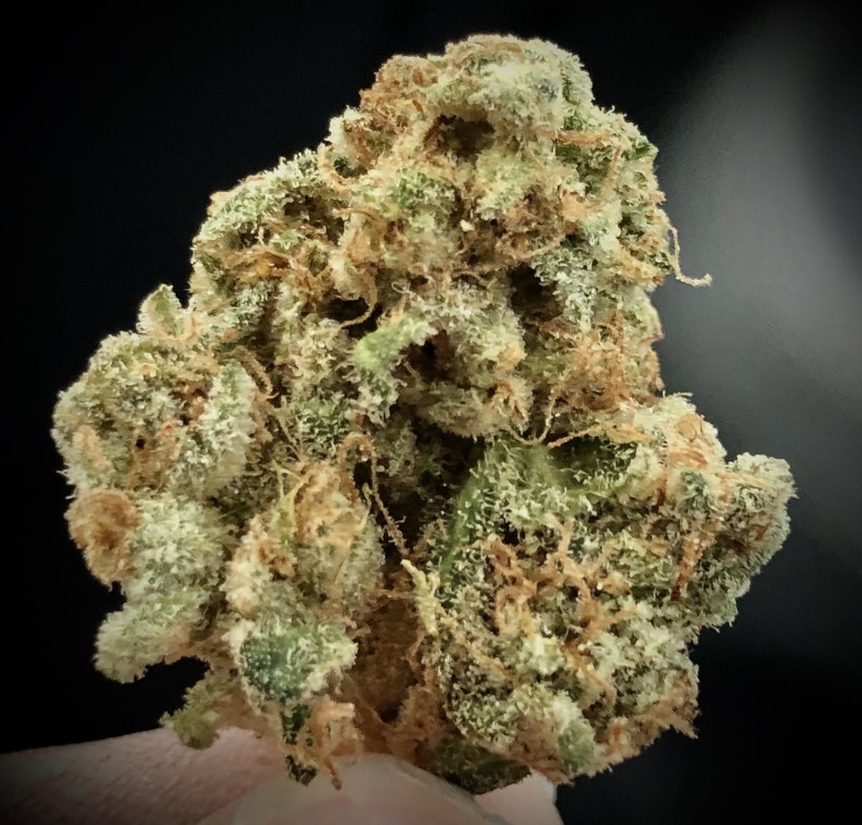 Golden Goat