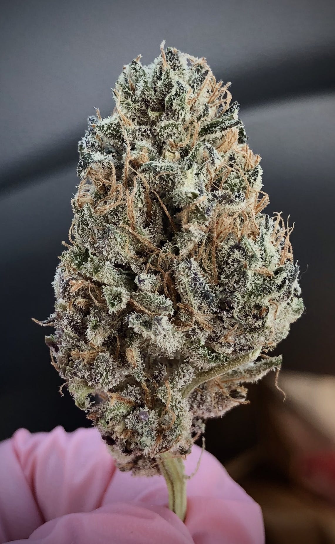 Purple Dream