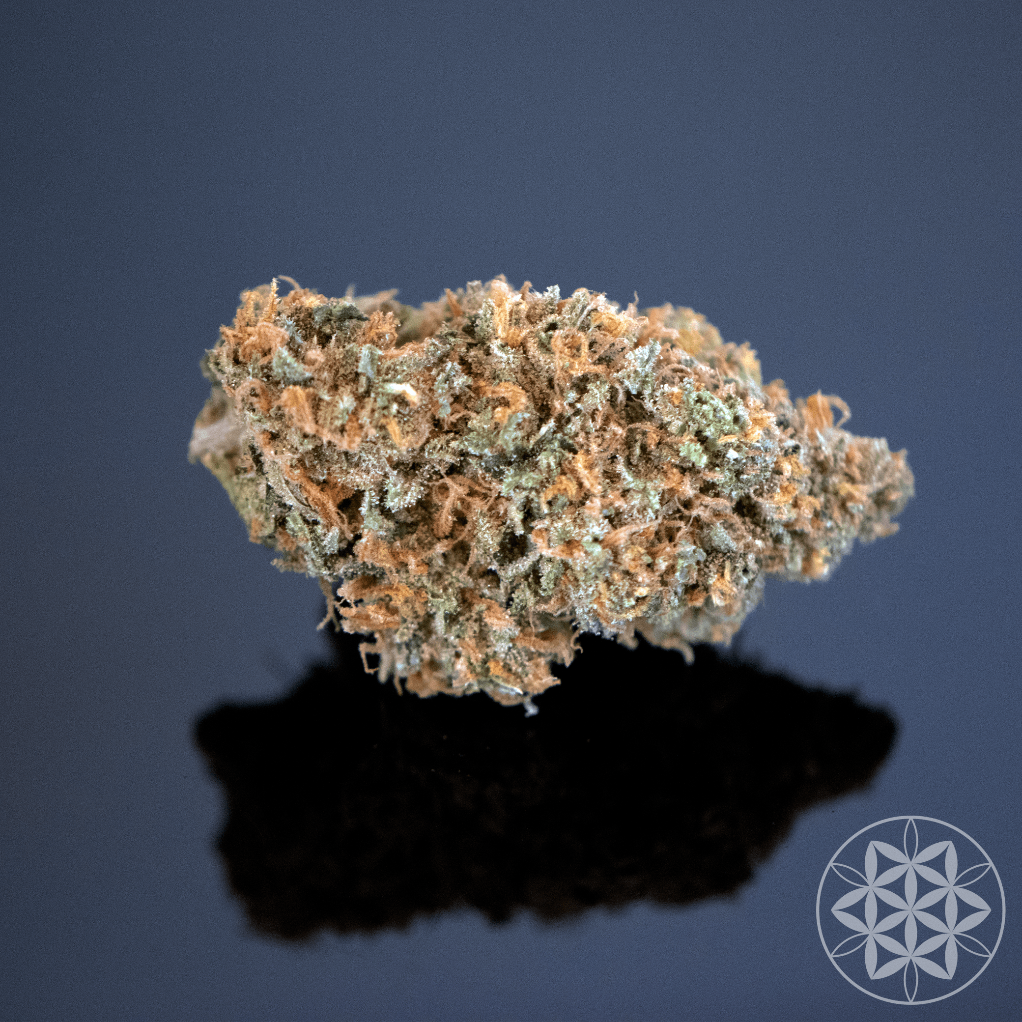 Jack Herer