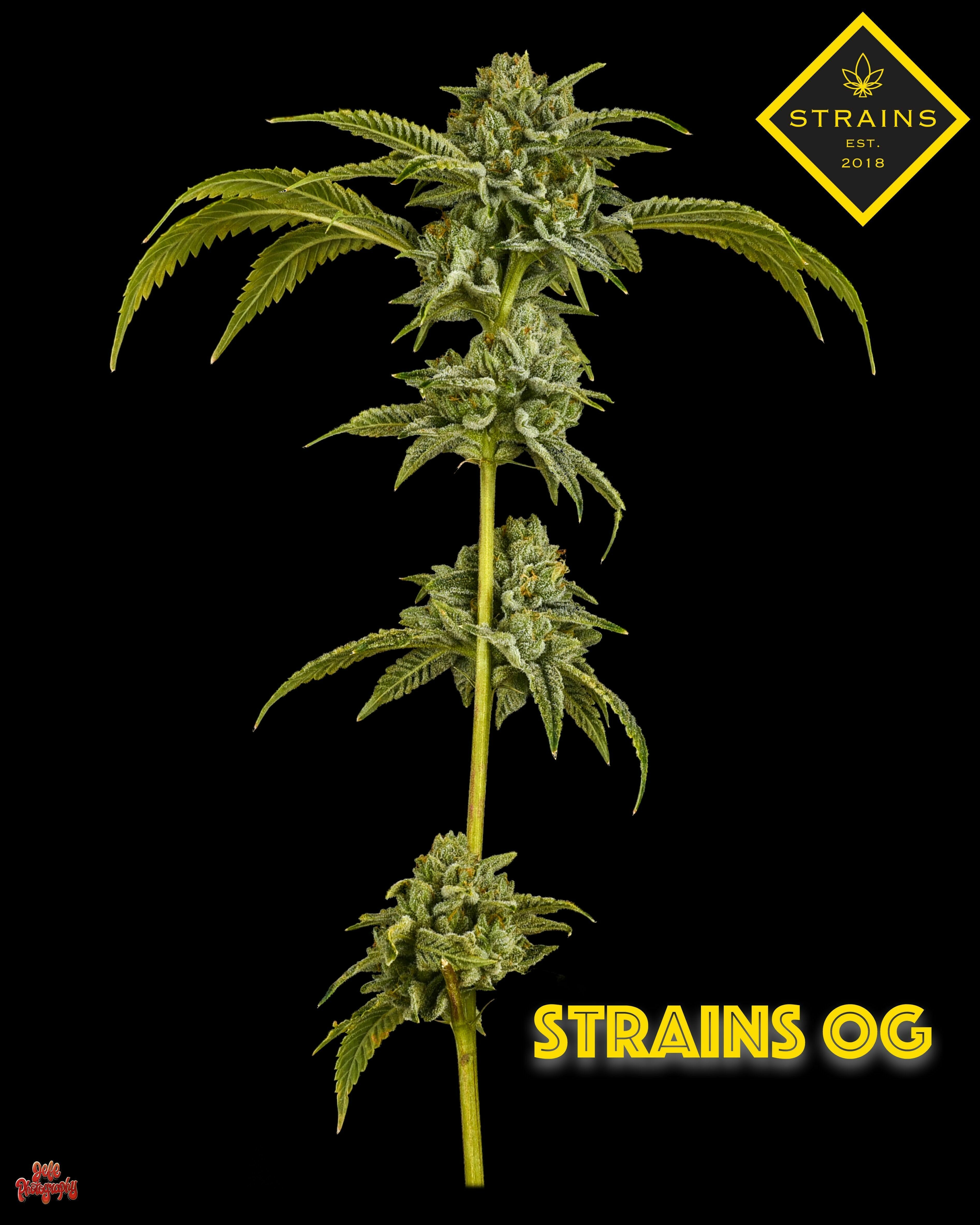 Strains OG
