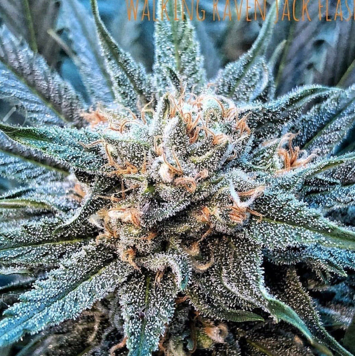 White Widow