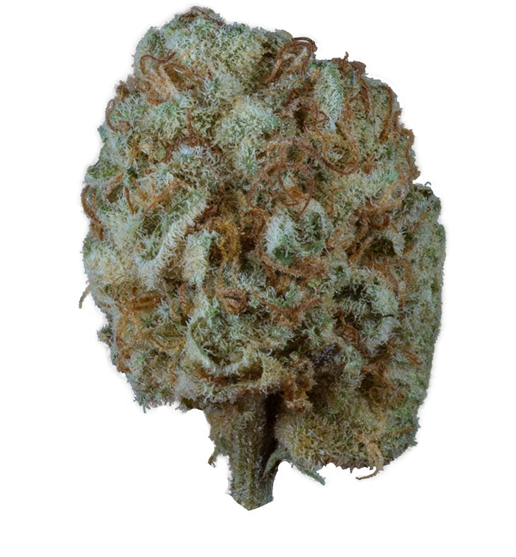 Durban Poison