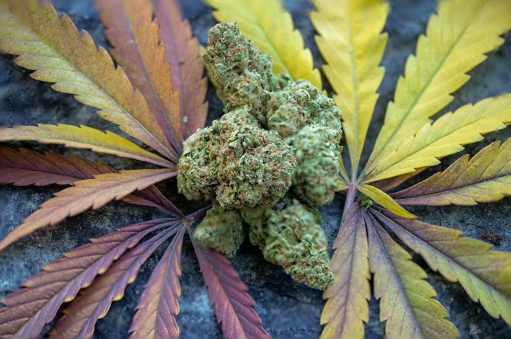 Dozizoz (Sunrise Mountain) 8ths/3.5 Grams (25% THC, Hybrid)