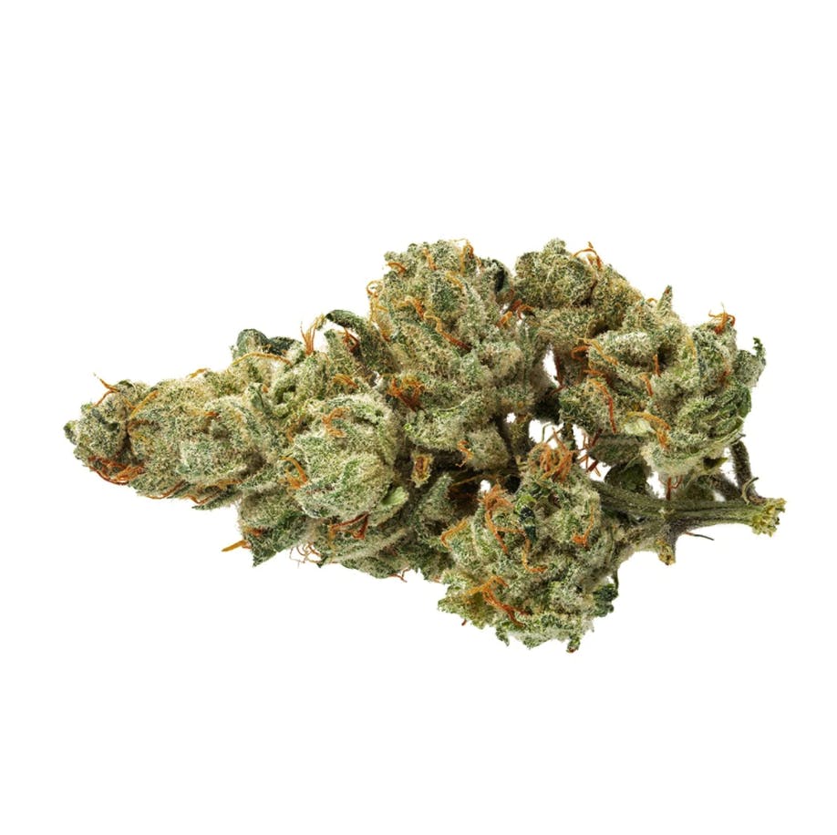 Oregon Golden Goat