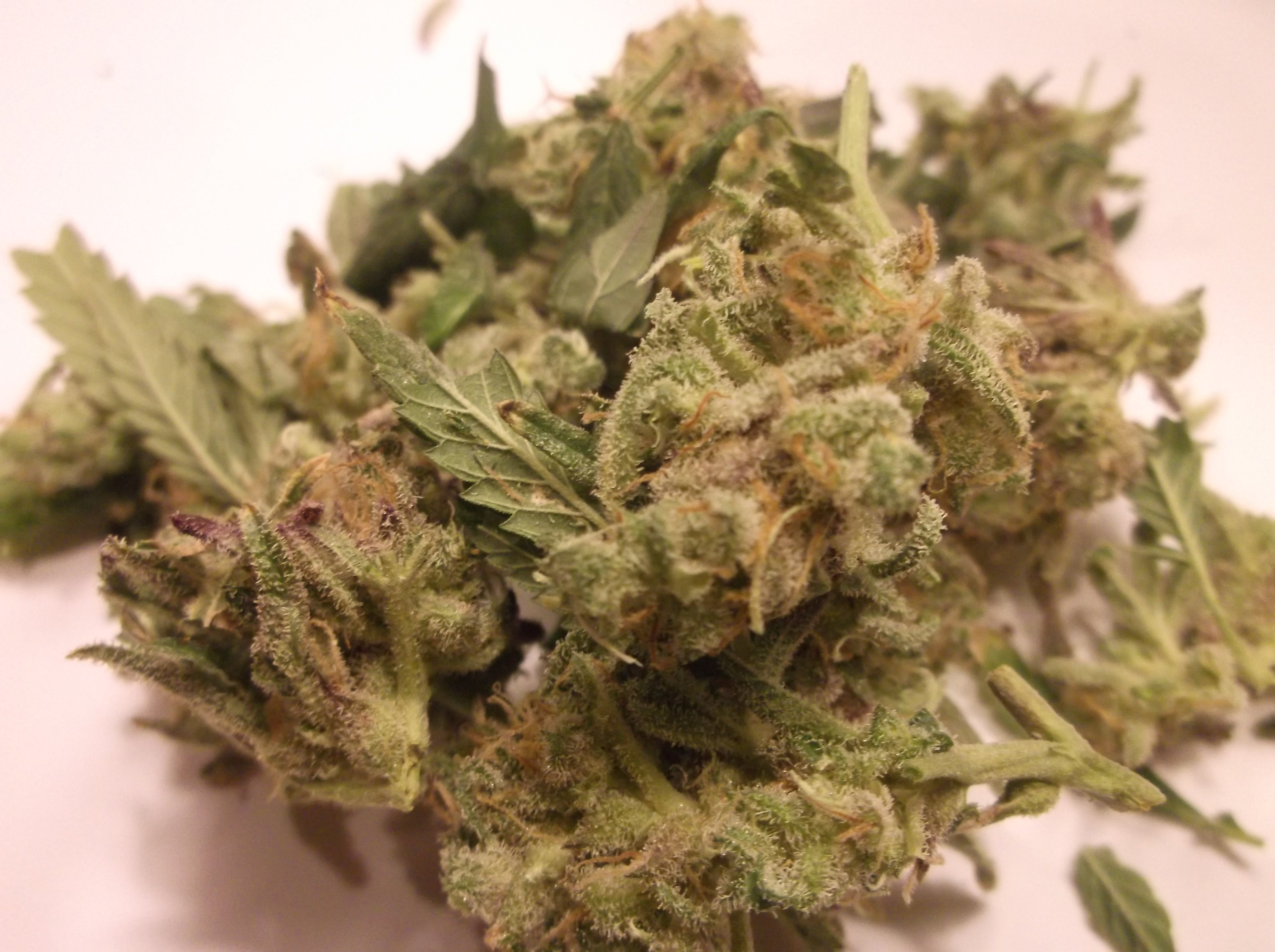 Purple Power (Lower Shelf) - TAX INCLUDED