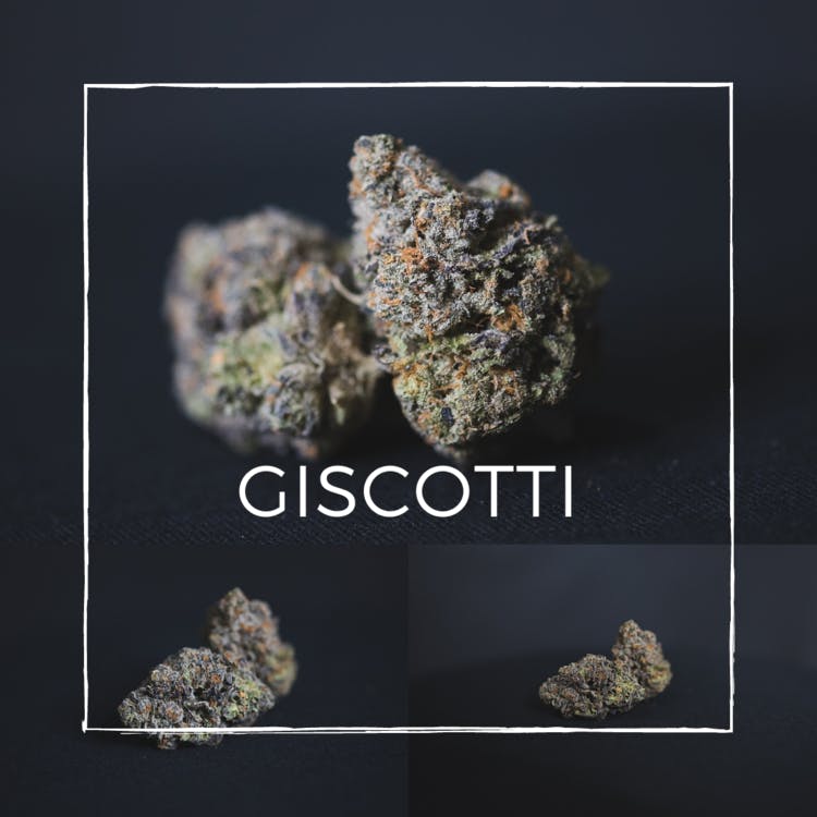 Giscotti