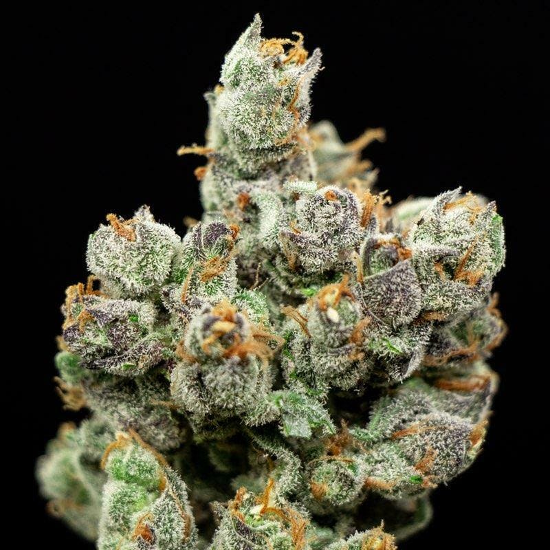 Purple Afghani - 100% Indica - TAX INCLUDED