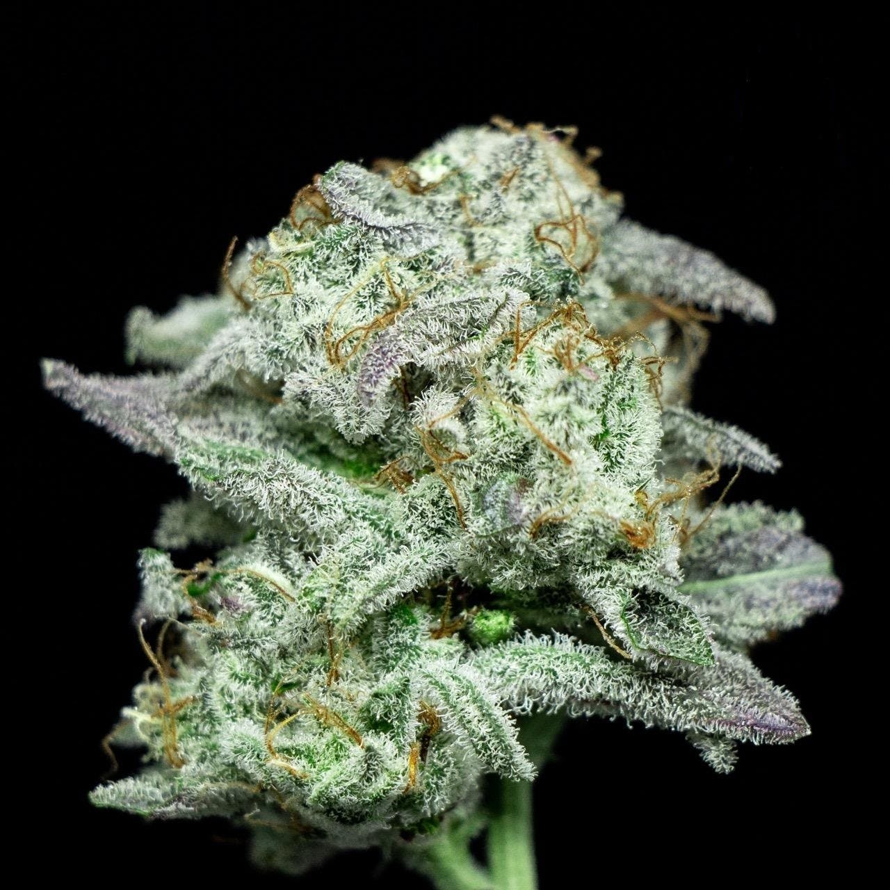 Jedi Kush - 100% Indica - TAX INCLUDED