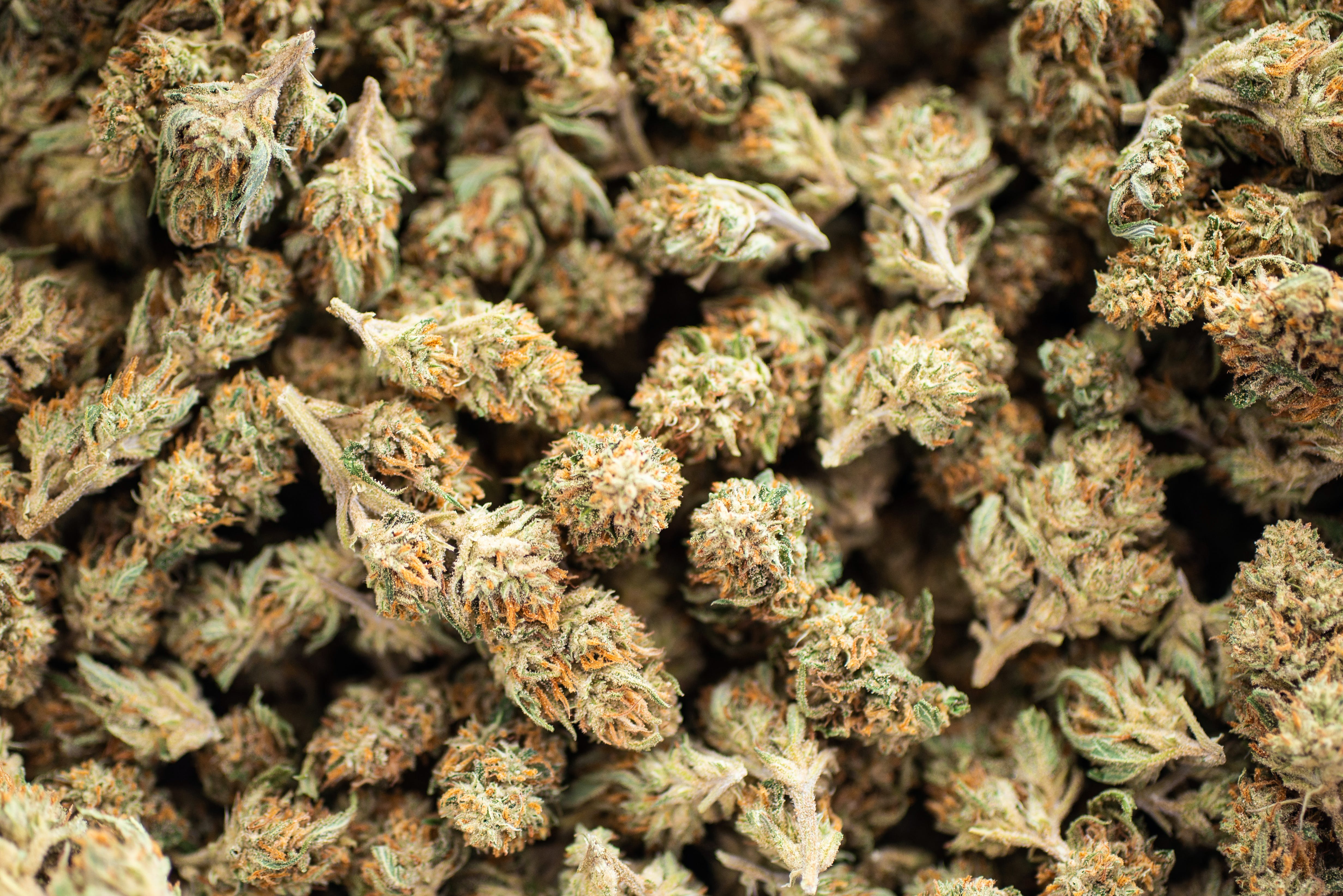 Sun Grown Blue Dream