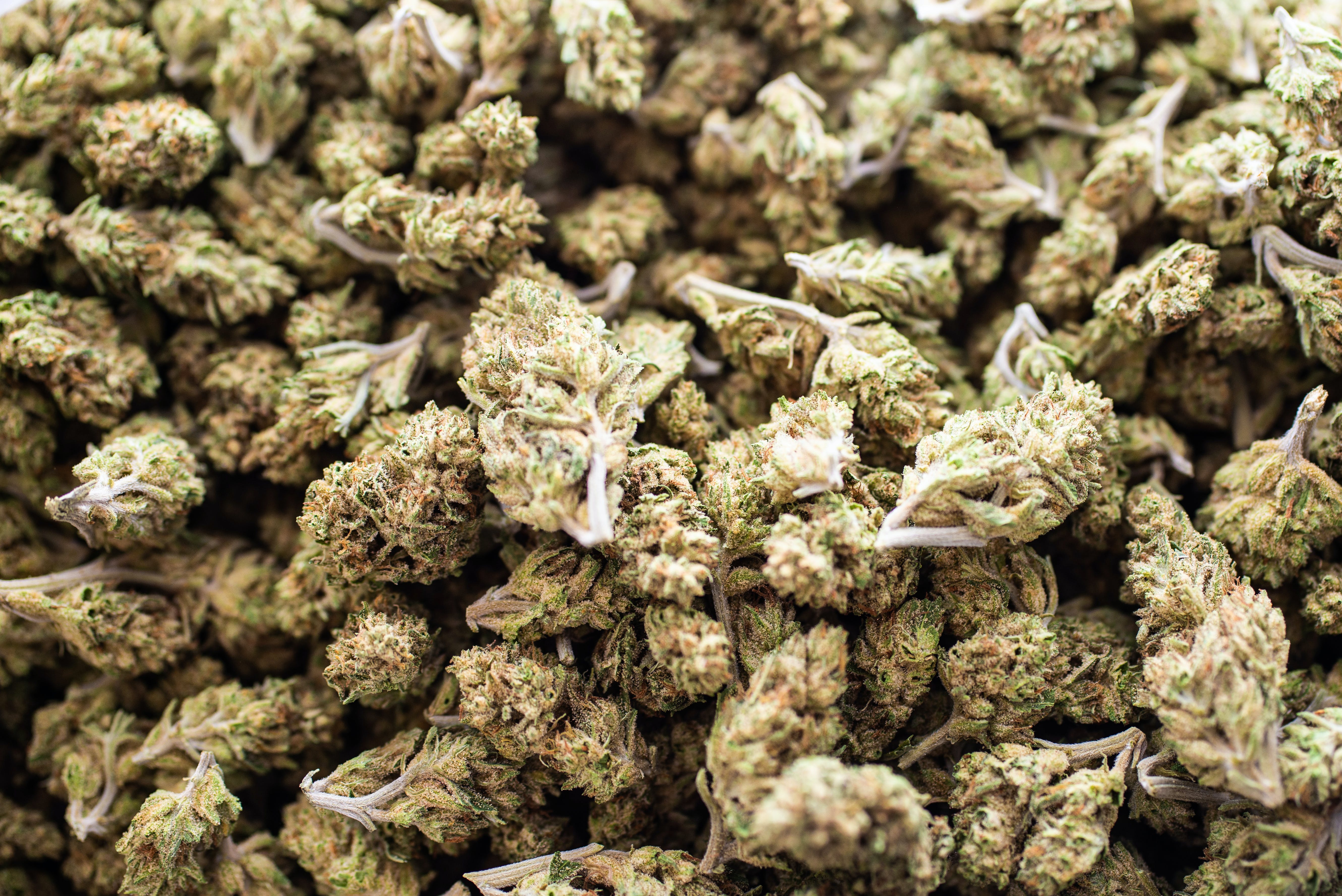 Sun Grown Blue Dream Sour Jack