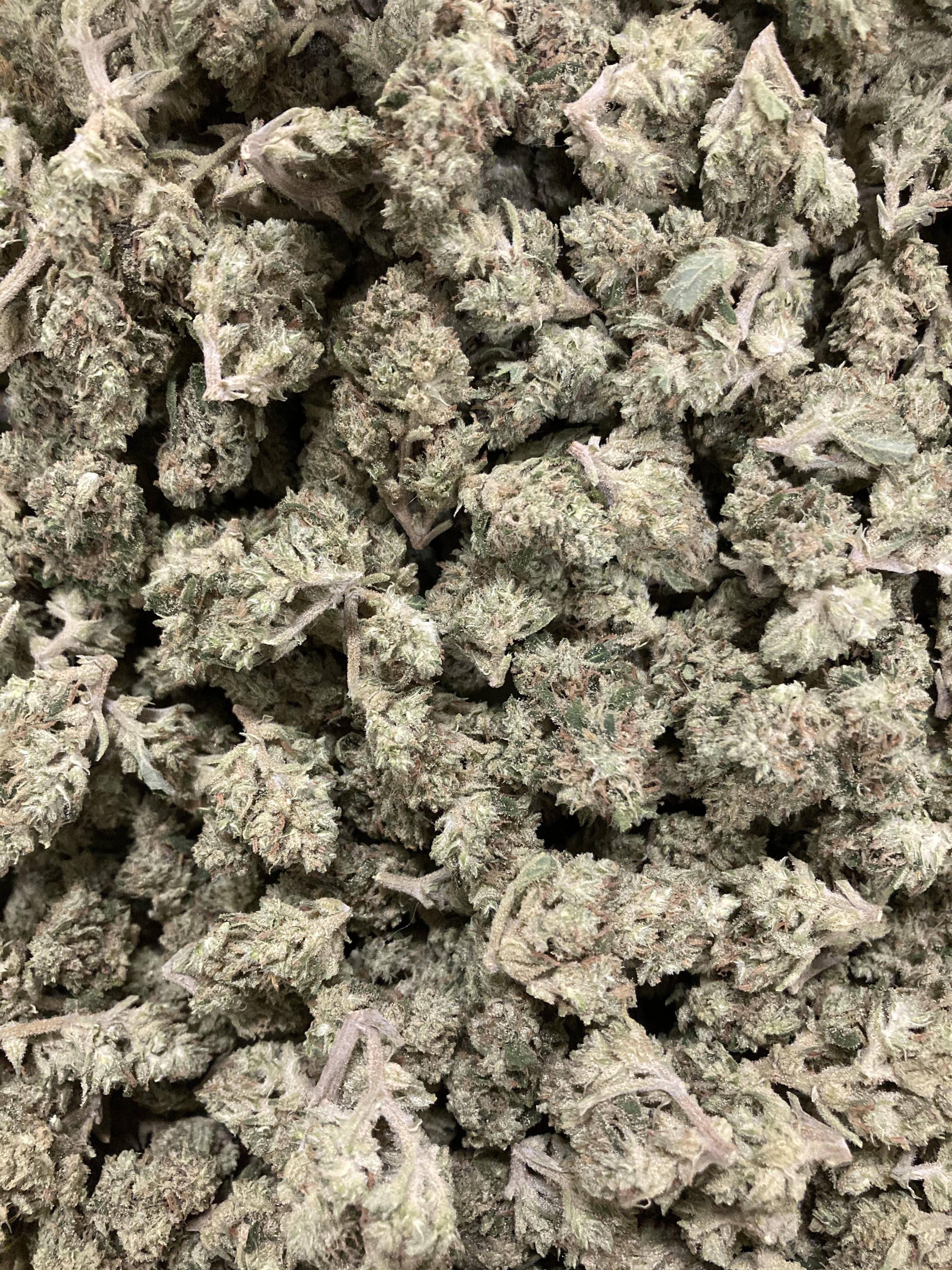 Sun Grown Purple Haze