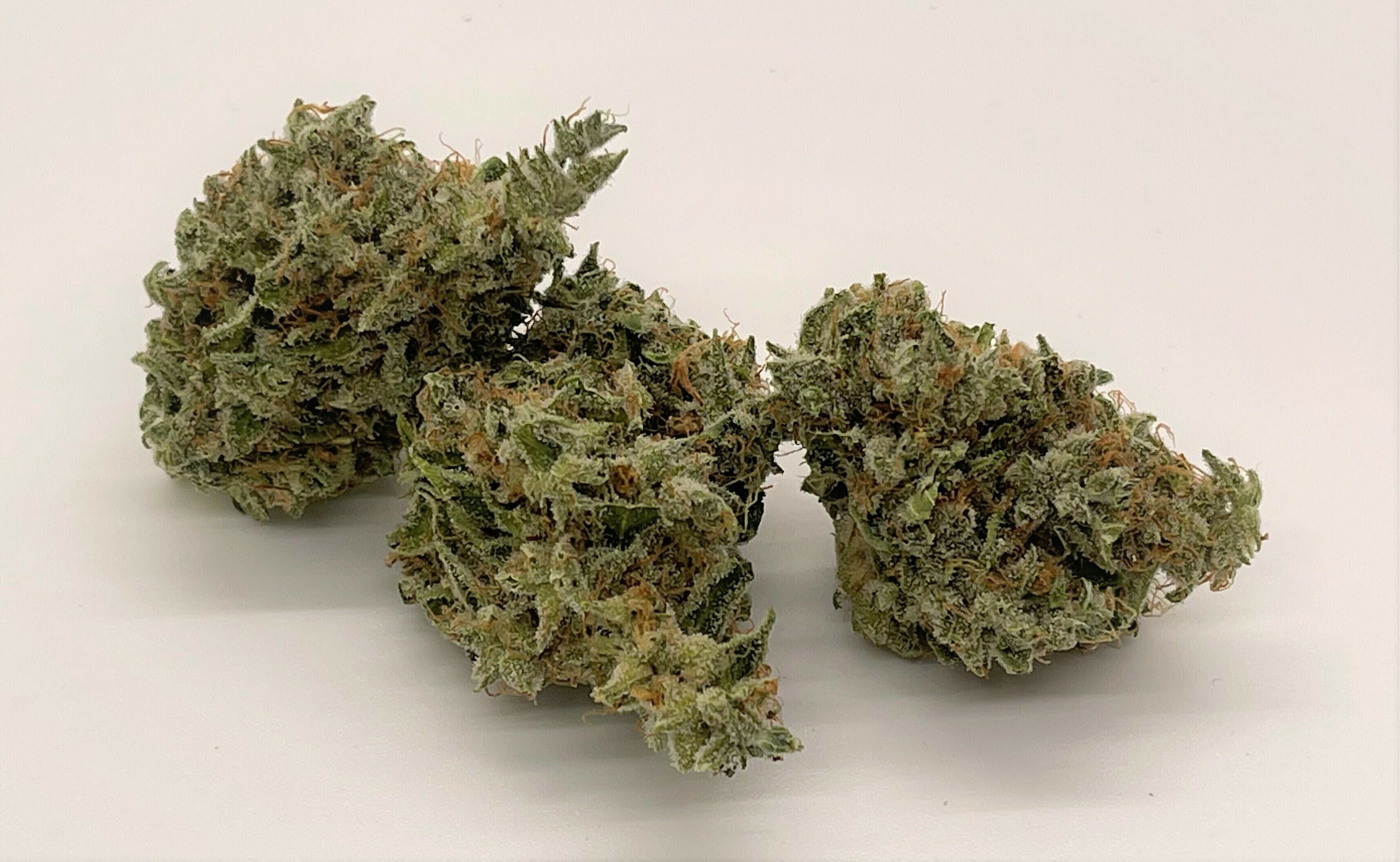 PURPLE PUNCH - SOUTH PORT CANNABIS