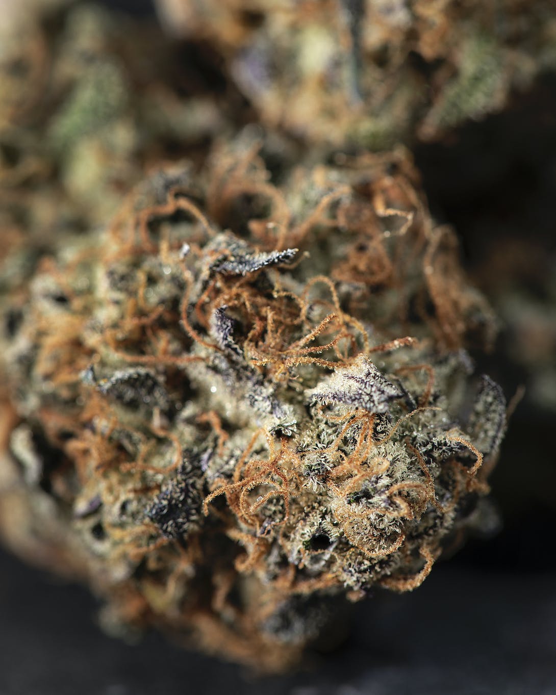 Concord Cream 7 grams