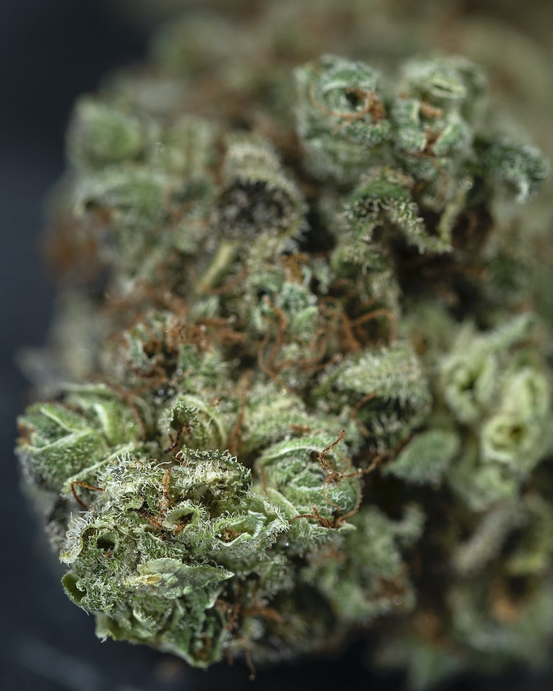 Sour Dubble #2 (7 grams)