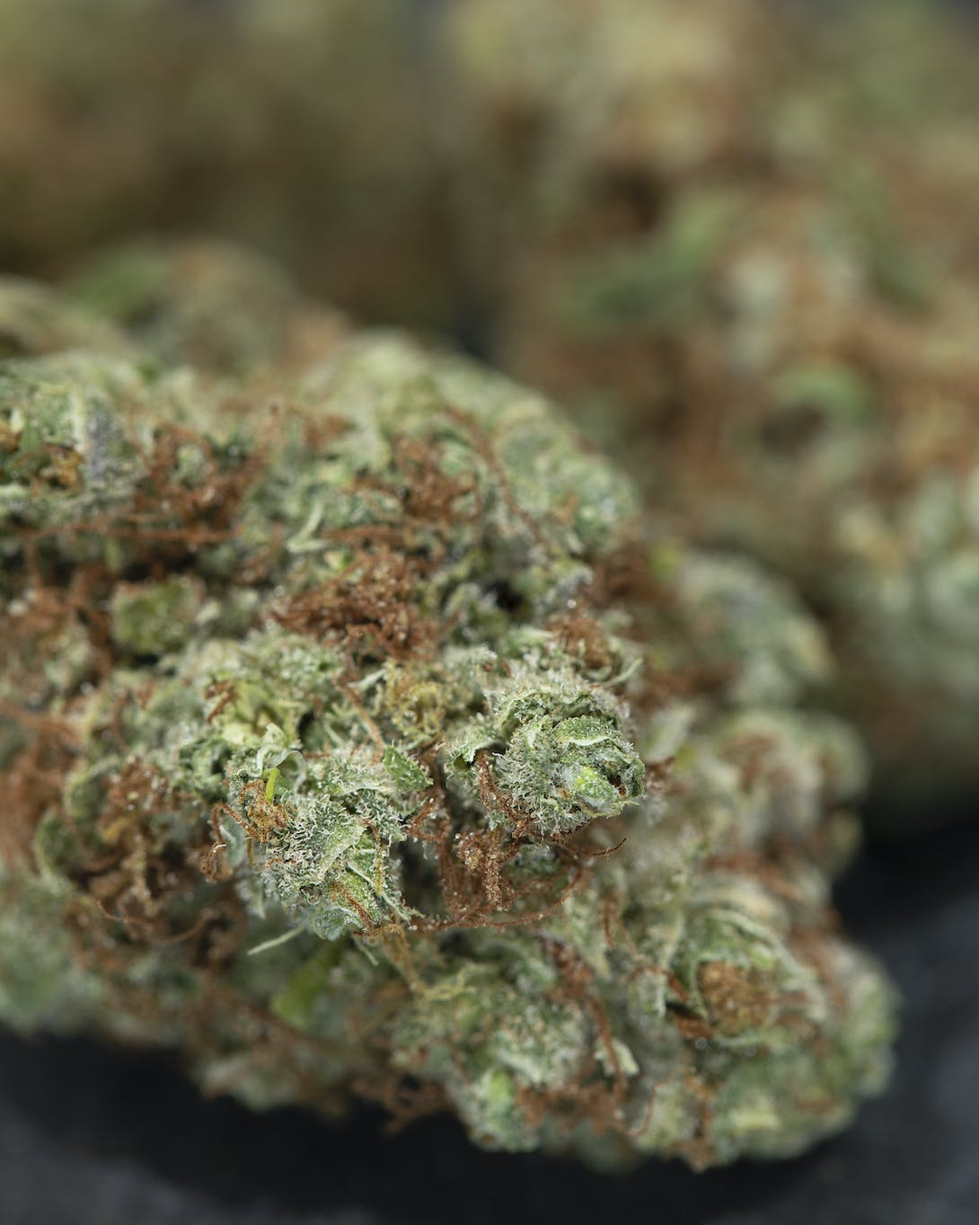 Chocolope Newberry 7 grams