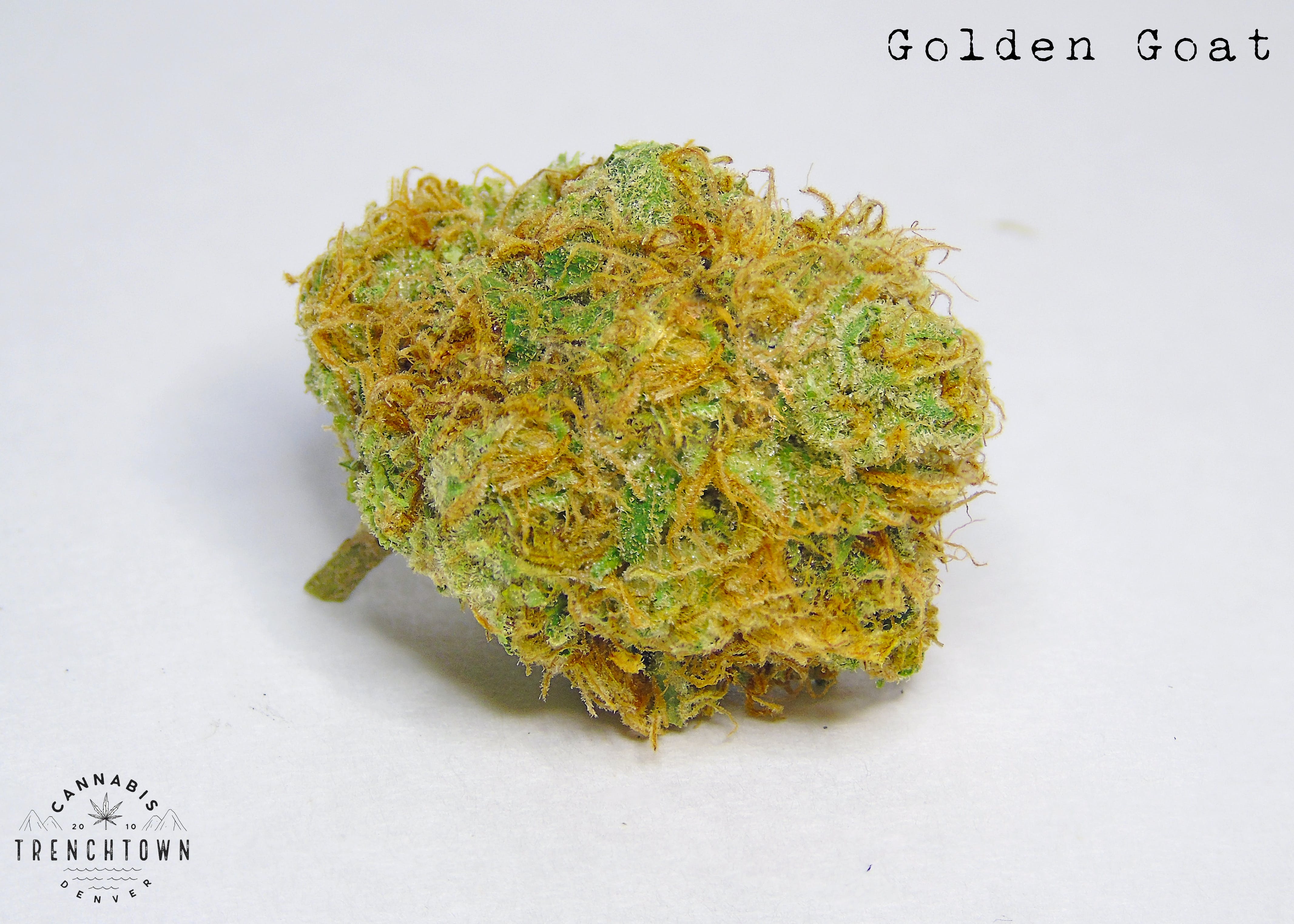 Golden Goat