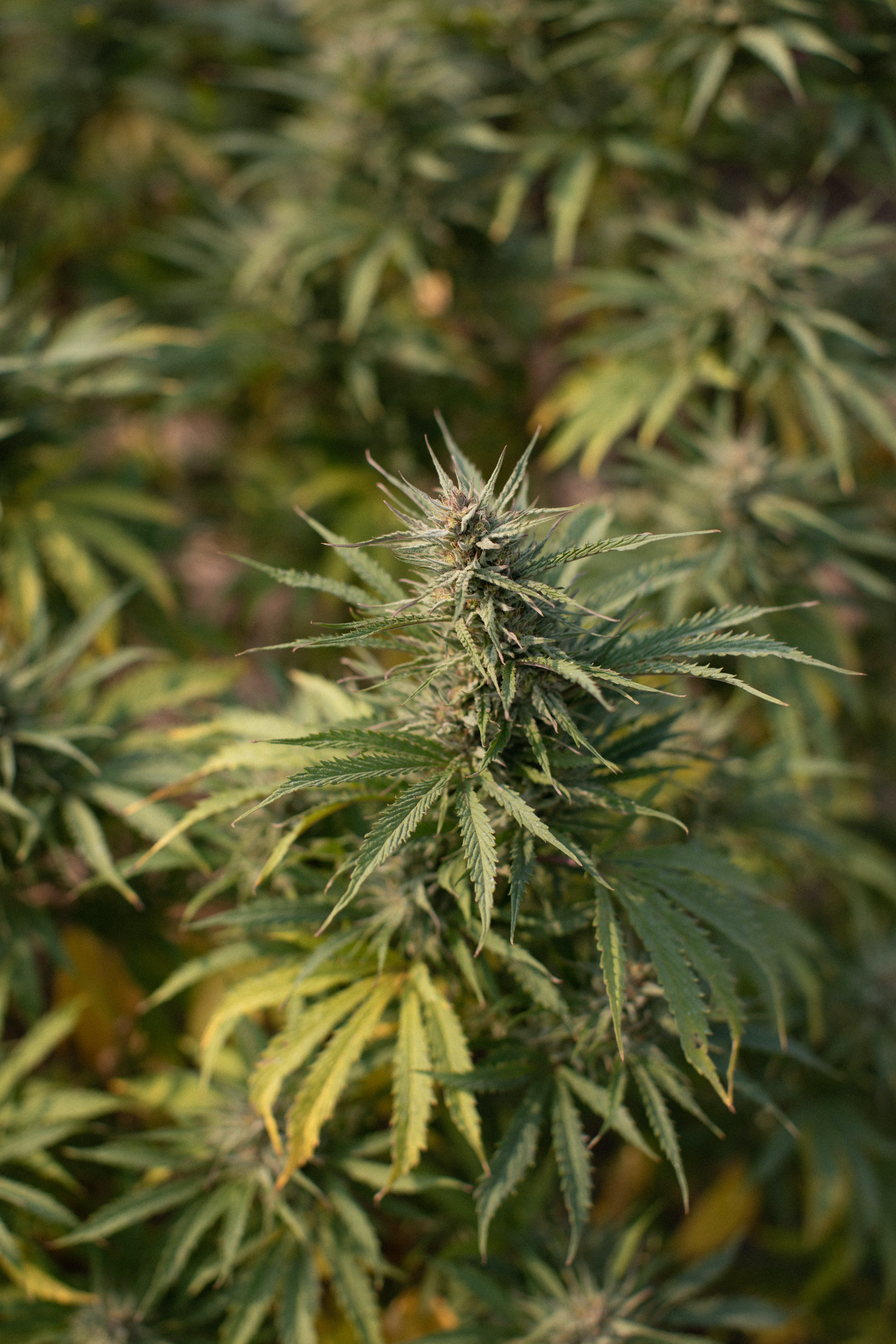 ACDC x Purple Trainwreck