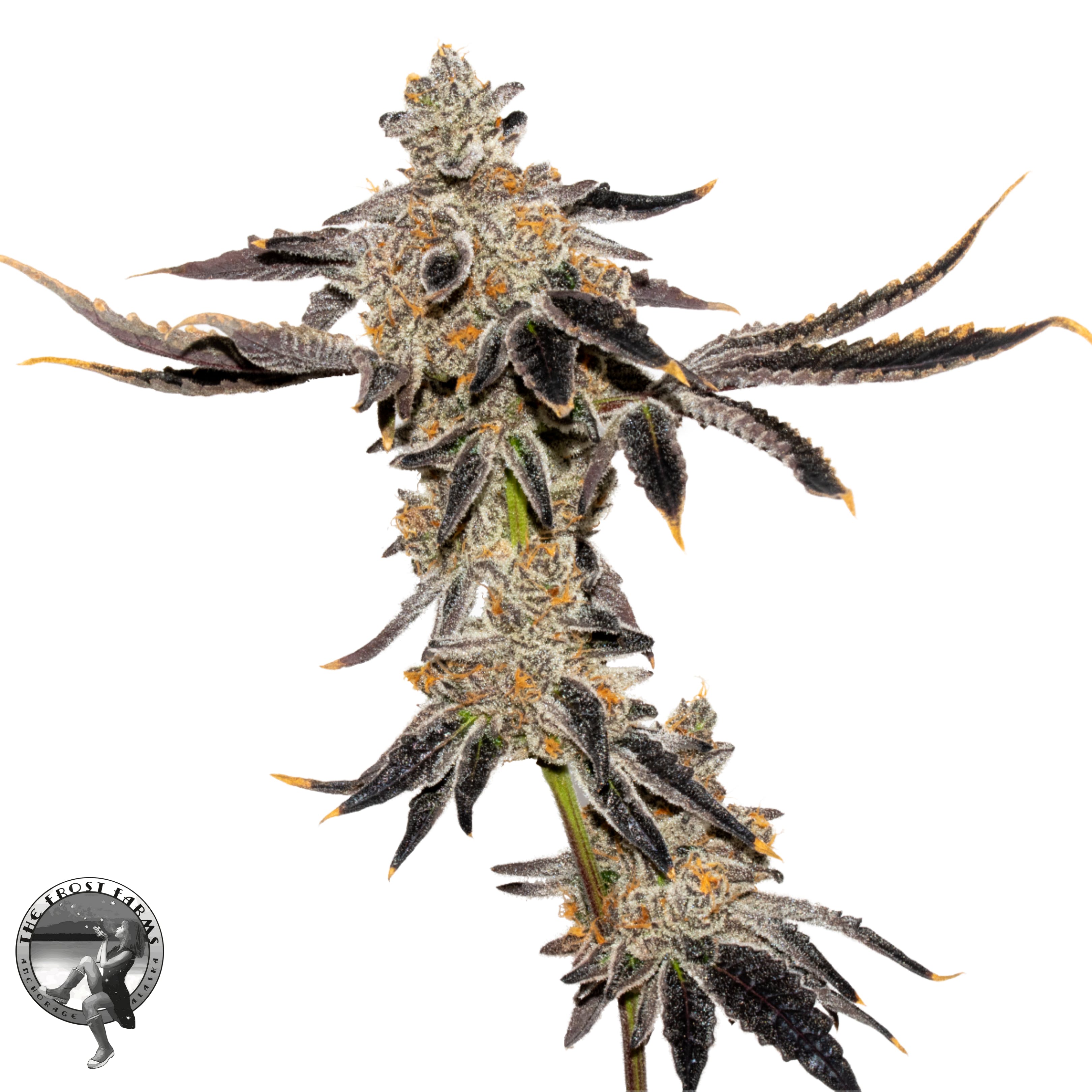 Chocolate Frosted Sherbet