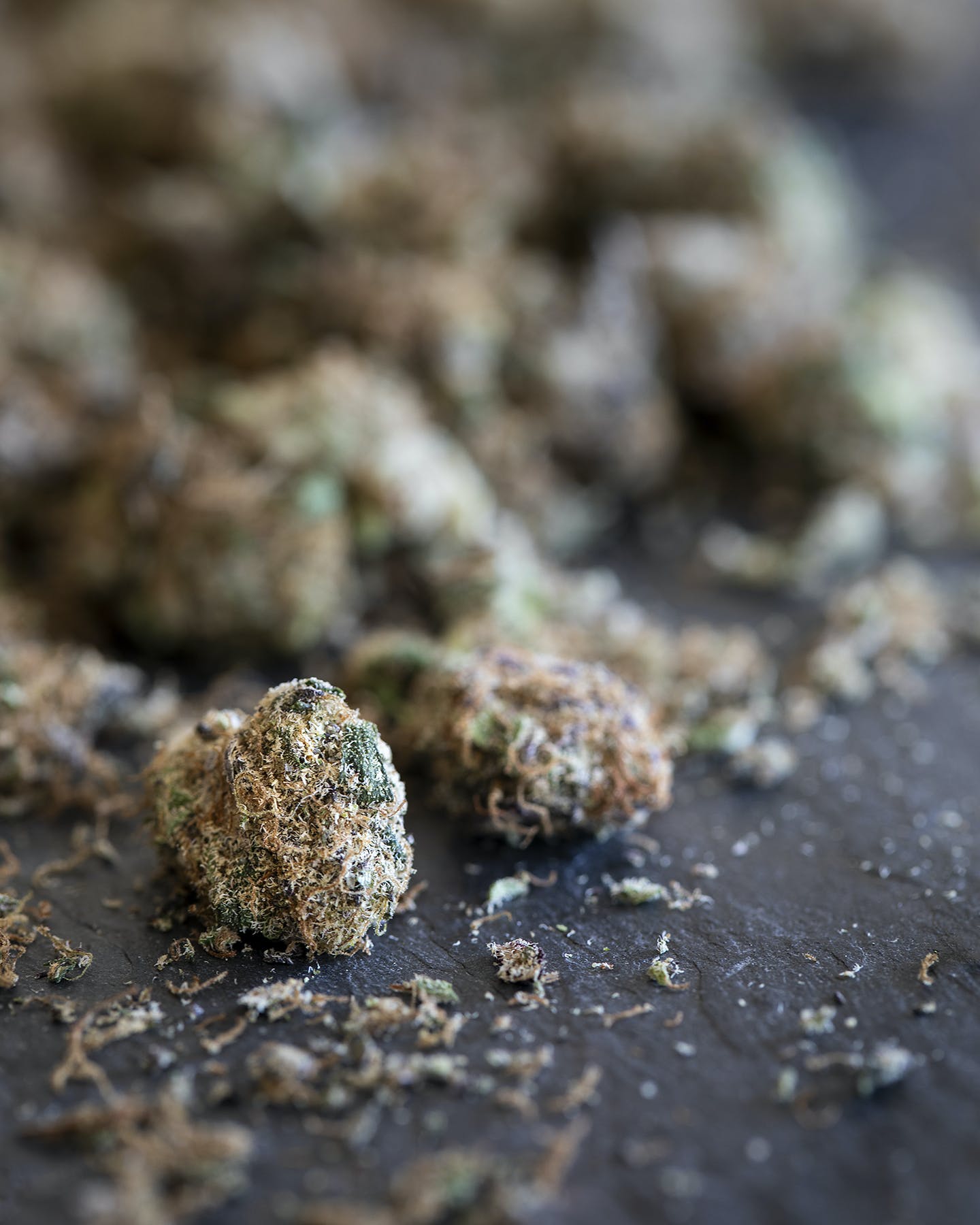 Concord Cream Small Bud/Shake 14 grams