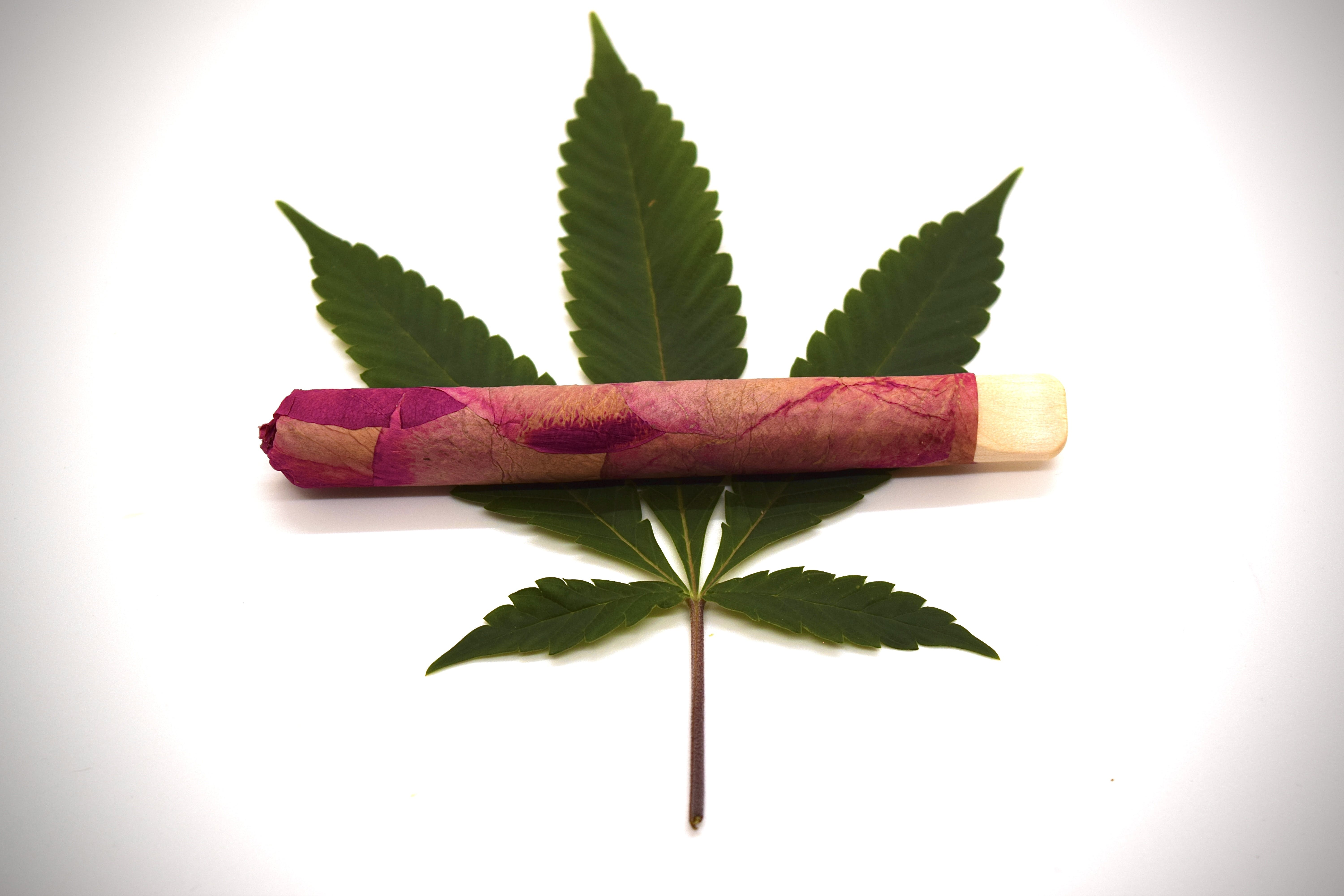 Tropic Truffle + Lipsmacker - Cannon - Rose Wrap