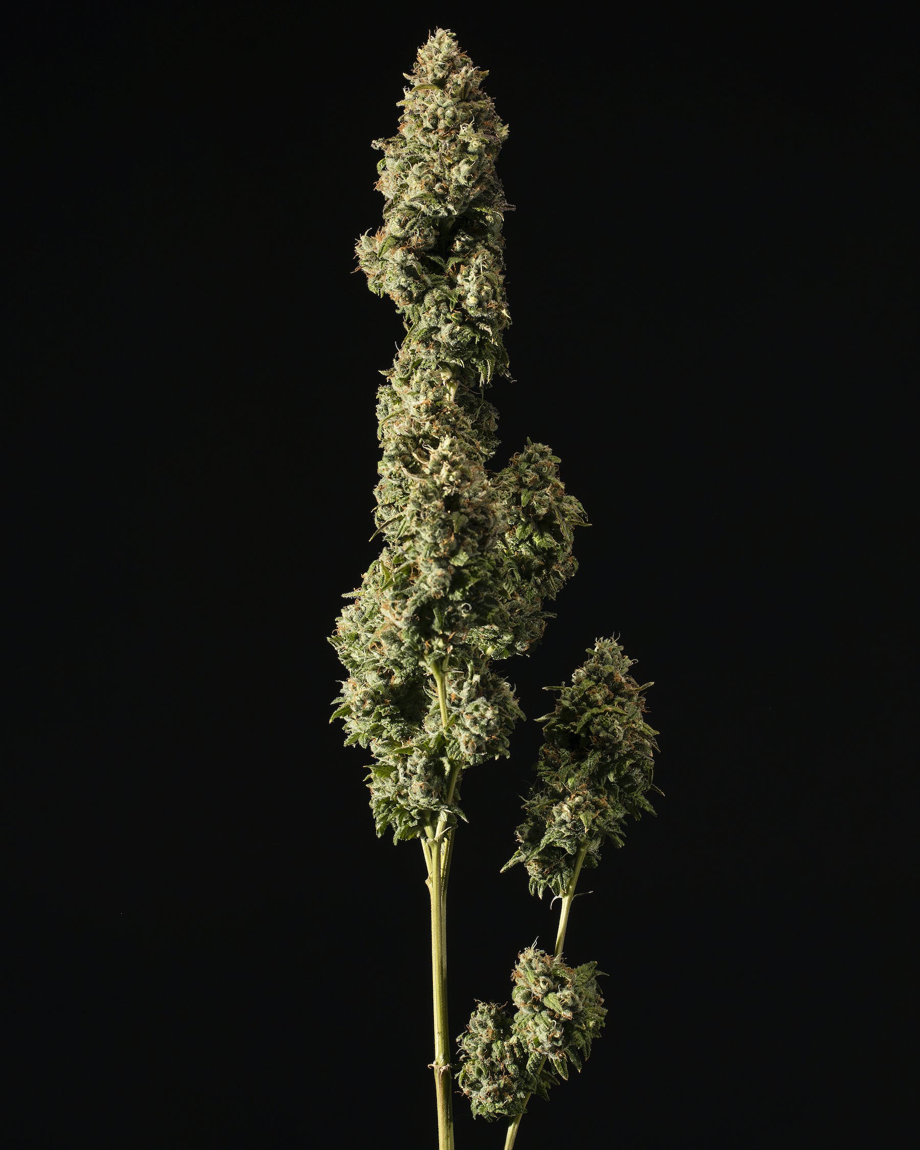 ChemSkunk 1/8 (3.5 grams)