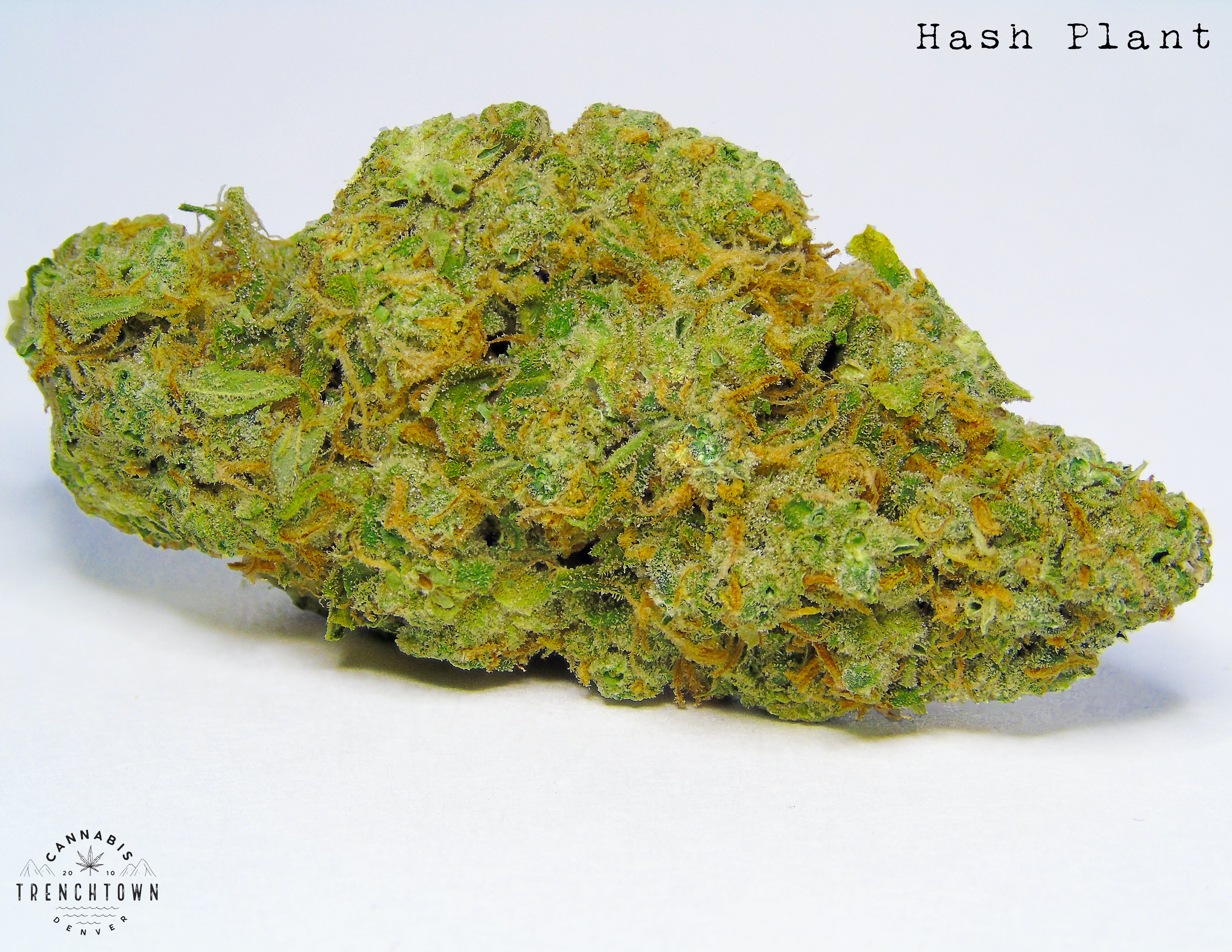 Hash Plant