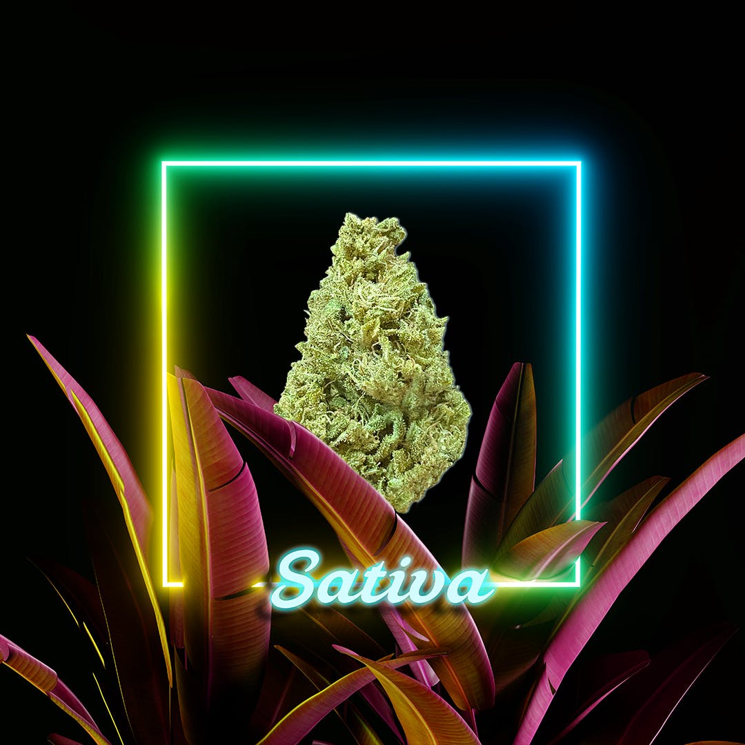 Tropical Treat l 3.5 grams l The Distributr l Sun Grown