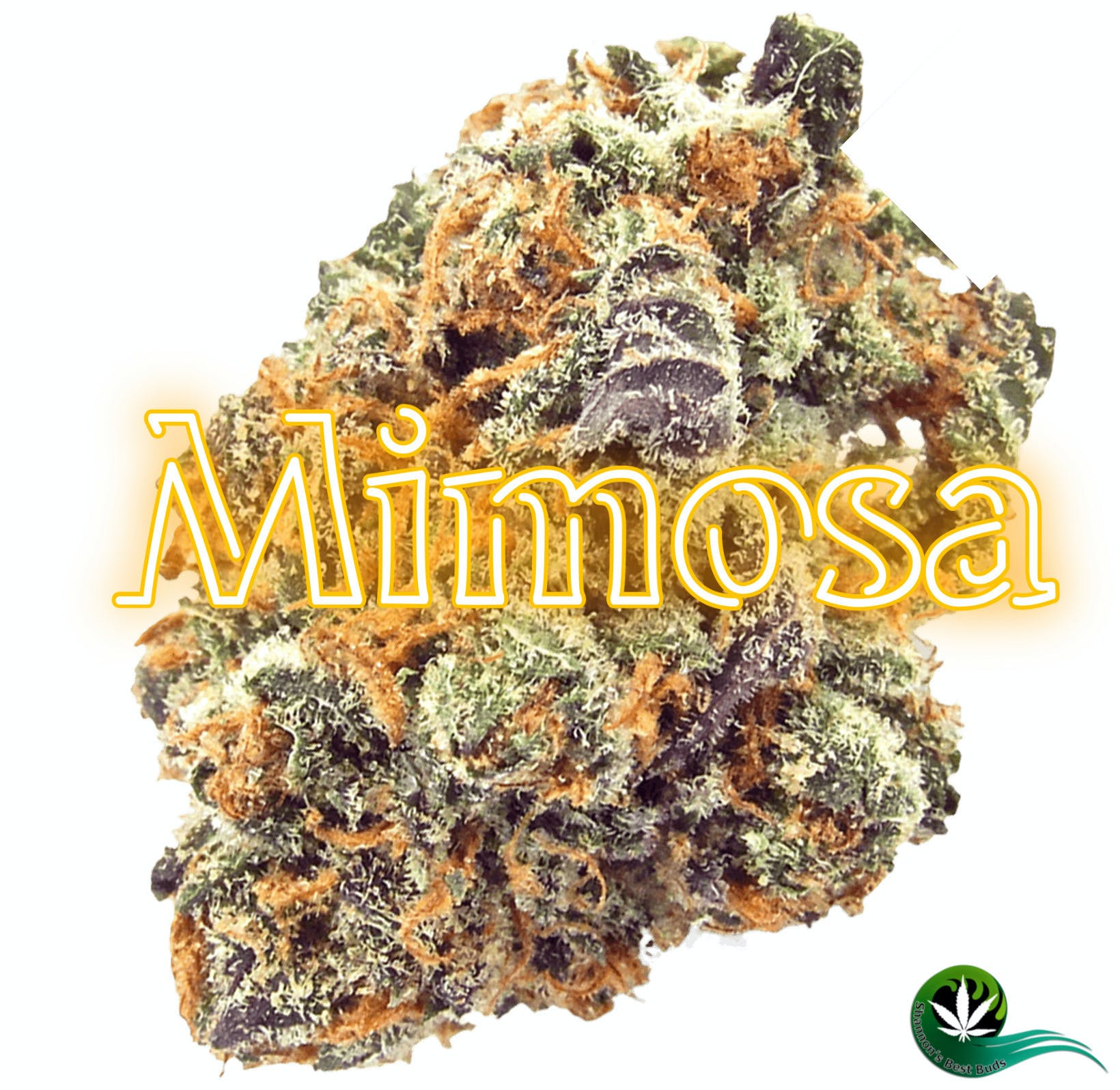 Mimosa