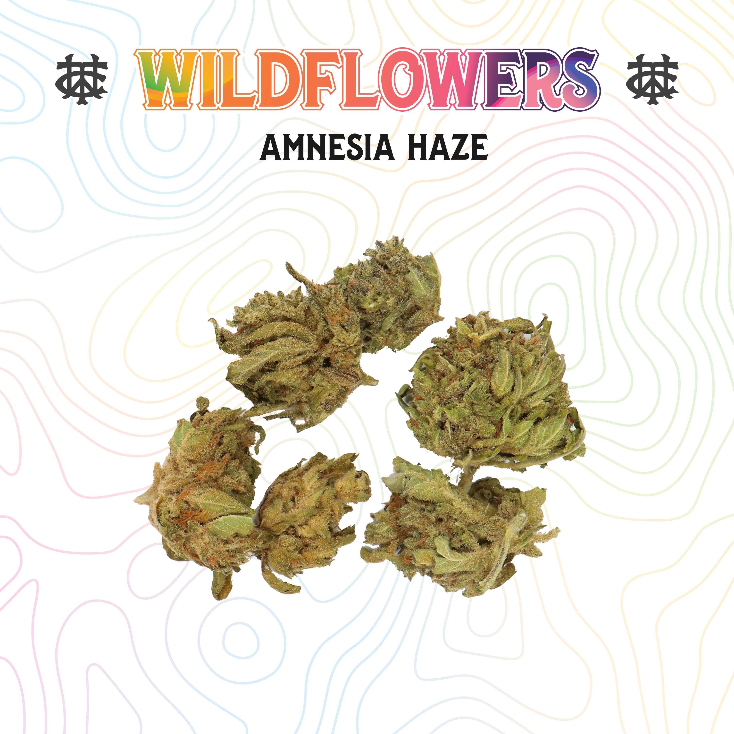 Amnesia Haze | 3.5G | Sungrown