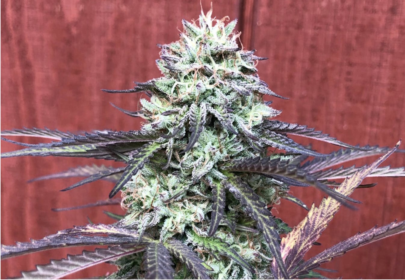 Hot Berry (Sunrise Mountain) 8th/3.5 Grams (26% THC, Hybrid)