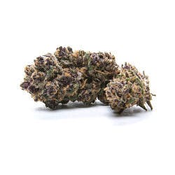 AC1XSDB1XPermafrost #1