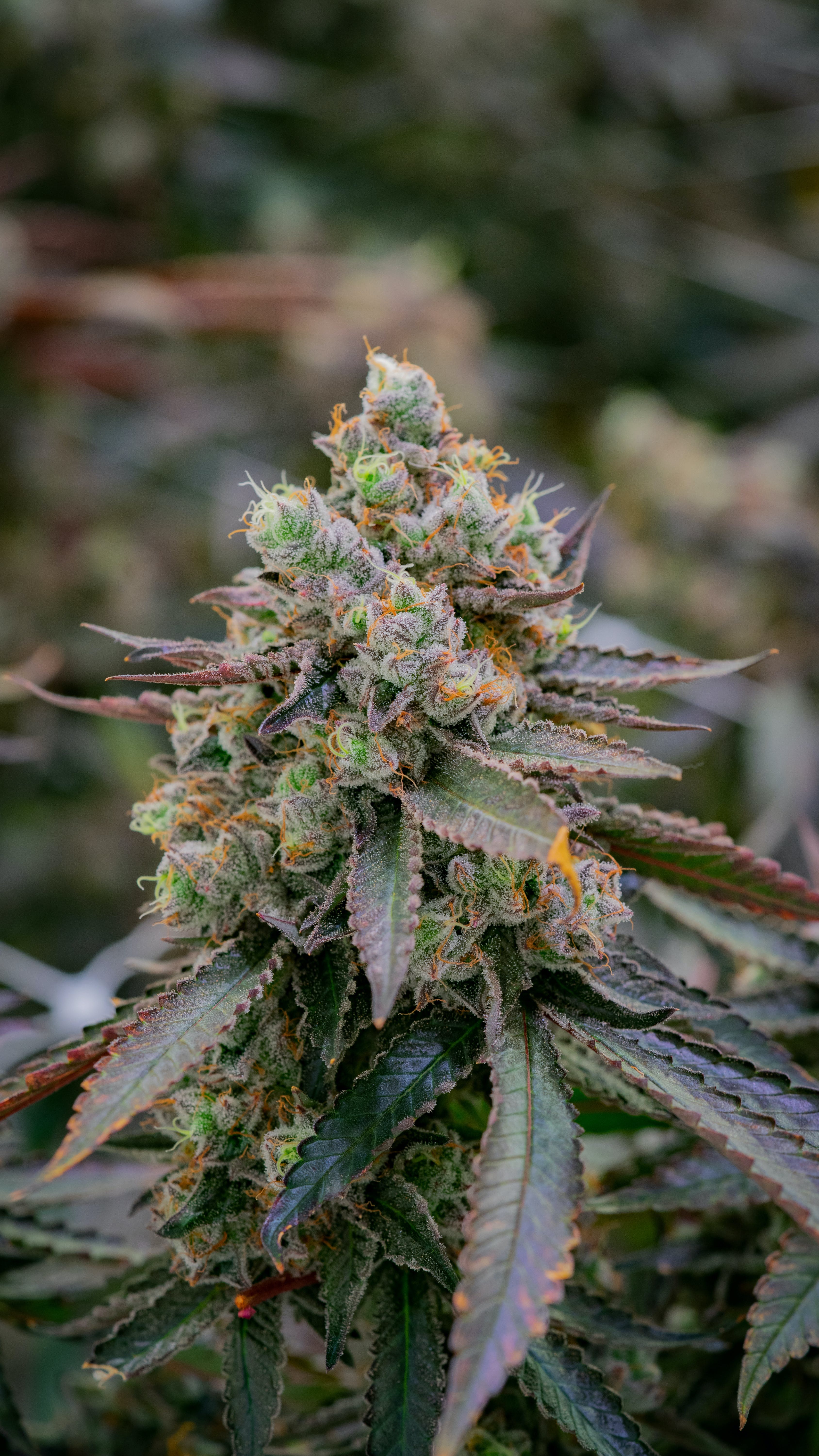 THC Design Singapore Sling