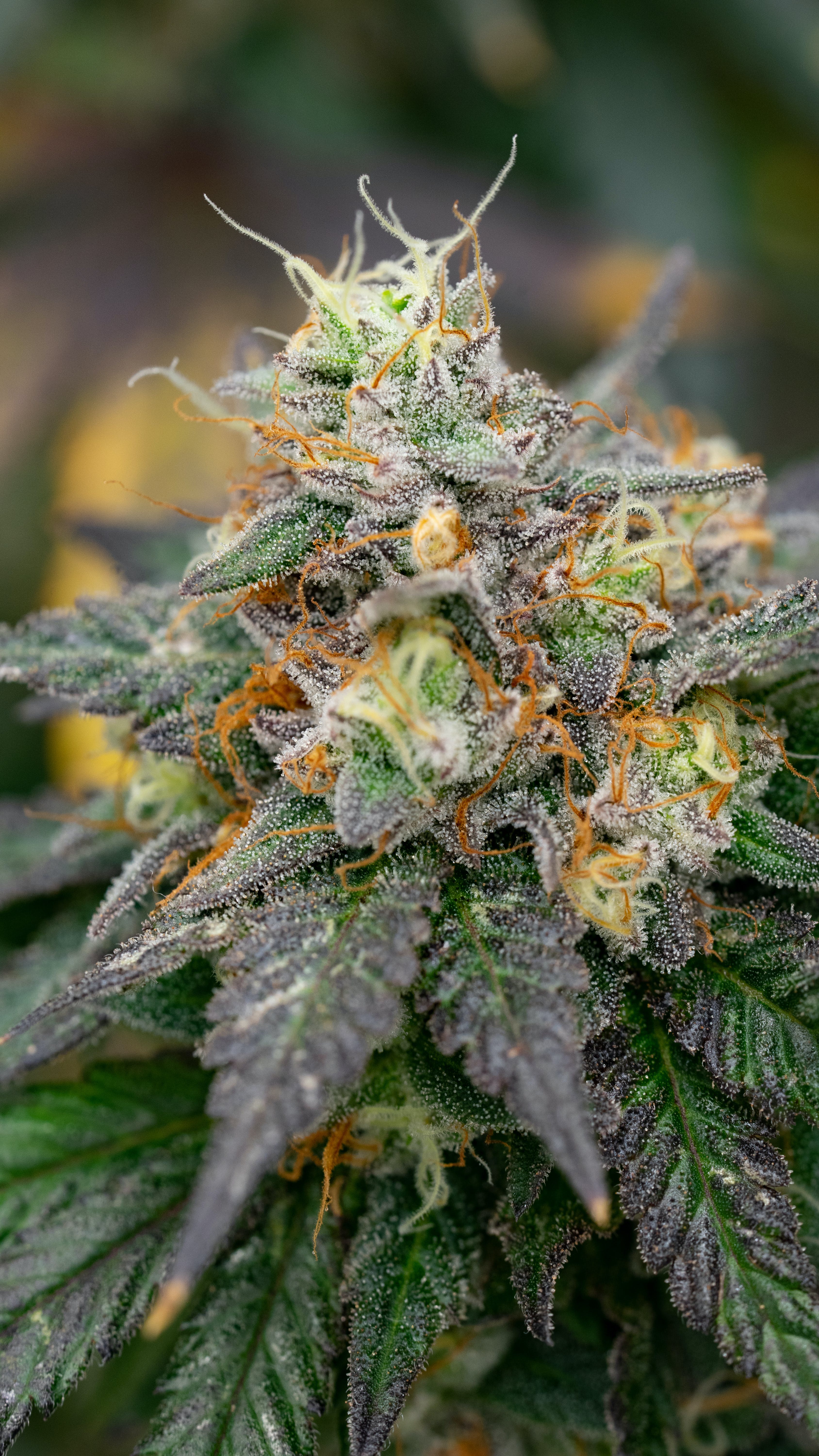 THC Design Marshmallow OG